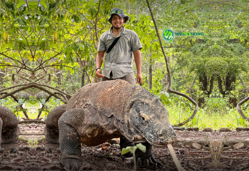 Bg_Img_webookingtrip_komodo6